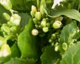 わさび菜の海苔巻き作り方1写真