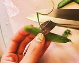 絶対失敗しないきぬさやのスジ取り作り方3写真