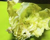 丼にもなるよ♪超簡単☆キャベツの卵とじ！作り方1写真