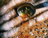 照り焼きアスパラガスの豚肉巻き作り方3写真