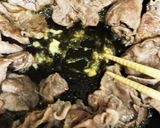 簡単麺つゆで豚の生姜焼き作り方3写真