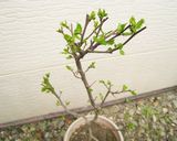 木の芽茶から作った寒天作り方1写真