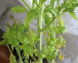 大根は主菜になりうるか？作り方7写真