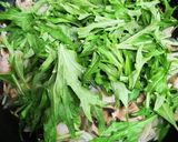 ◇海老と水菜で和風パスタ♪(^-^)◇作り方4写真