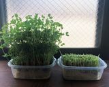 簡単！シャキシャキ新玉ねぎと豆苗のナムル作り方4写真
