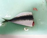 簡単、いわしの開き作り方4写真