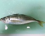 簡単、アジの三角開き作り方1写真