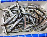 頭から尾まで丸ごと食べる♡稚鮎のから揚げ作り方1写真