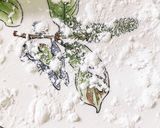 簡単いちご大福 作り方14写真