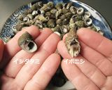 干物 イシダタミ＆マツバガイ作り方1写真