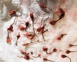ピンクで可愛く♡桜あんのムース作り方18写真