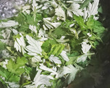 ヨモギの冷凍保存作り方4写真