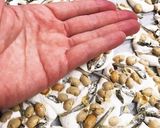 #こどもの日　苦手克服おやつ作り方6写真
