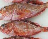 魚丸ごと料理 ホゴメバルの素揚げ作り方1写真