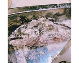 魚丸ごと料理 ホゴメバルの素揚げ作り方2写真