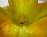 花ズッキーニのフリッター 作り方1写真
