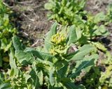 川俣菜の菜の花の茹で方作り方1写真
