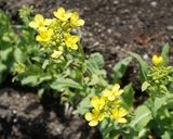 川俣菜の菜の花の茹で方作り方2写真