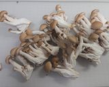 鶏もも肉のトマト煮込み作り方5写真