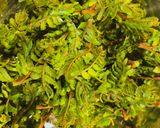 山椒の葉　ドライ作り方1写真