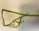 蕗とがんもどきの煮物作り方3写真