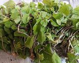 葉ワサビ醤油漬け作り方1写真