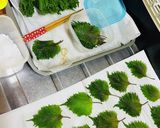 大葉　青紫蘇　塩漬け作り方4写真