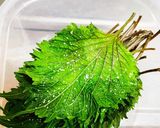 大葉　青紫蘇　塩漬け作り方5写真