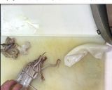 簡単で旨い！いかの塩辛 味噌味作り方2写真