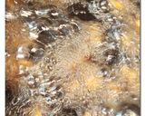 鶏軟骨 ♪ カリッコリッ ♪ 唐揚げ作り方6写真