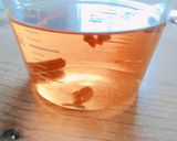 乾燥モリンガの実のお茶作り方1写真