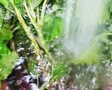 お年寄り絶賛シリーズ☆山菜、赤みず☆作り方1写真