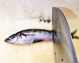 メヒカリはこう食べる!極上白身天作り方1写真