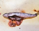 メヒカリはこう食べる!極上白身天作り方2写真