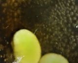 リカちゃん♡そら豆のお吸い物(◕ᴥ◕し)作り方9写真