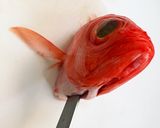 マイスター直伝！簡単キンメダイの煮付け作り方3写真