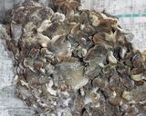 めんつゆで簡単♪おいしい♪舞茸ごはん♪作り方1写真