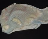 めんつゆで簡単♪おいしい♪舞茸ごはん♪作り方3写真
