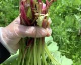 ゆかりのイブクロ 蕗の下処理作り方1写真