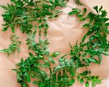 葉山椒のお塩作り方6写真