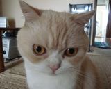 簡単♪黒猫ちゃん弁当作り方3写真