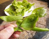 柿の葉茶作り方1写真