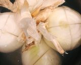 新玉ねぎ丸ごと煮　添加物なし作り方2写真