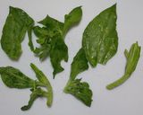 アイスプラントのだし醤油天ぷら作り方2写真