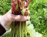 ゆかりのイブクロ　　昔ながらの蕗作り方1写真