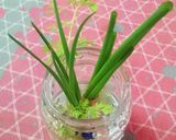再生ねぎ❁⃘*｡束ねてトッピング°ஐ.*作り方8写真