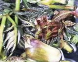 お年寄り絶賛シリーズ☆たらの芽ゴマ和え☆作り方2写真