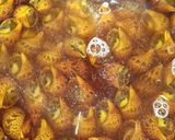 ばい貝の旨煮作り方6写真