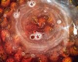ばい貝の旨煮作り方7写真