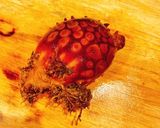 ホヤの刺身【捌き方】作り方1写真